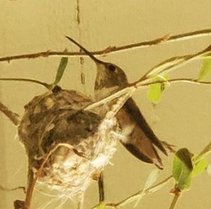 Meet your Posher, Justin